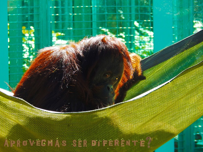 Participante 2015